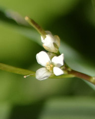 Cardamine breweri