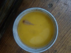 Triops longicaudatus