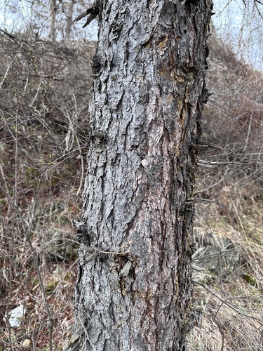 Picea koraiensis, photograph 3