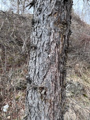 (c) Tatyana Petrenko, some rights reserved (CC BY) Picea koraiensis, photograph (c) Tatyana Petrenko, some rights reserved (CC BY)