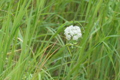 Conioselinum scopulorum