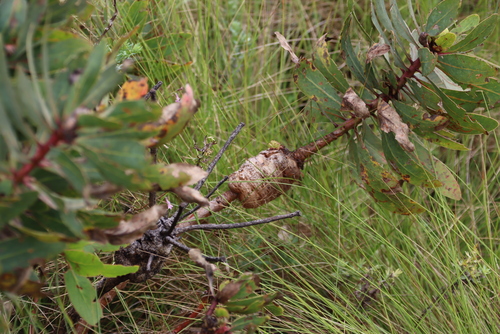 Image of Protea inyanganiensis by (c) Tony Rebelo, some rights reserved (CC BY-SA)