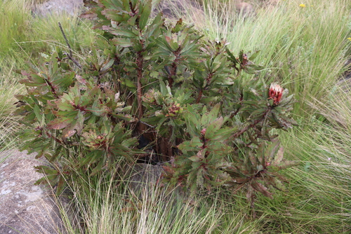 Image of Protea inyanganiensis by (c) Tony Rebelo, some rights reserved (CC BY-SA)