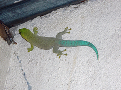 Phelsuma standingi