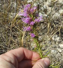 Liatris glandulosa