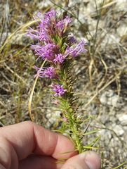 Liatris glandulosa