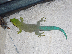 Phelsuma standingi