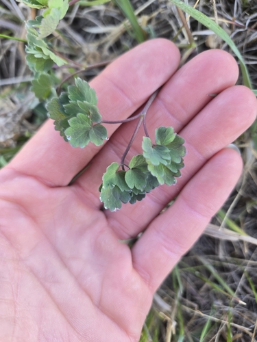 Image of Thalictrum venulosum by (c) Trin Baie, some rights reserved (CC BY)