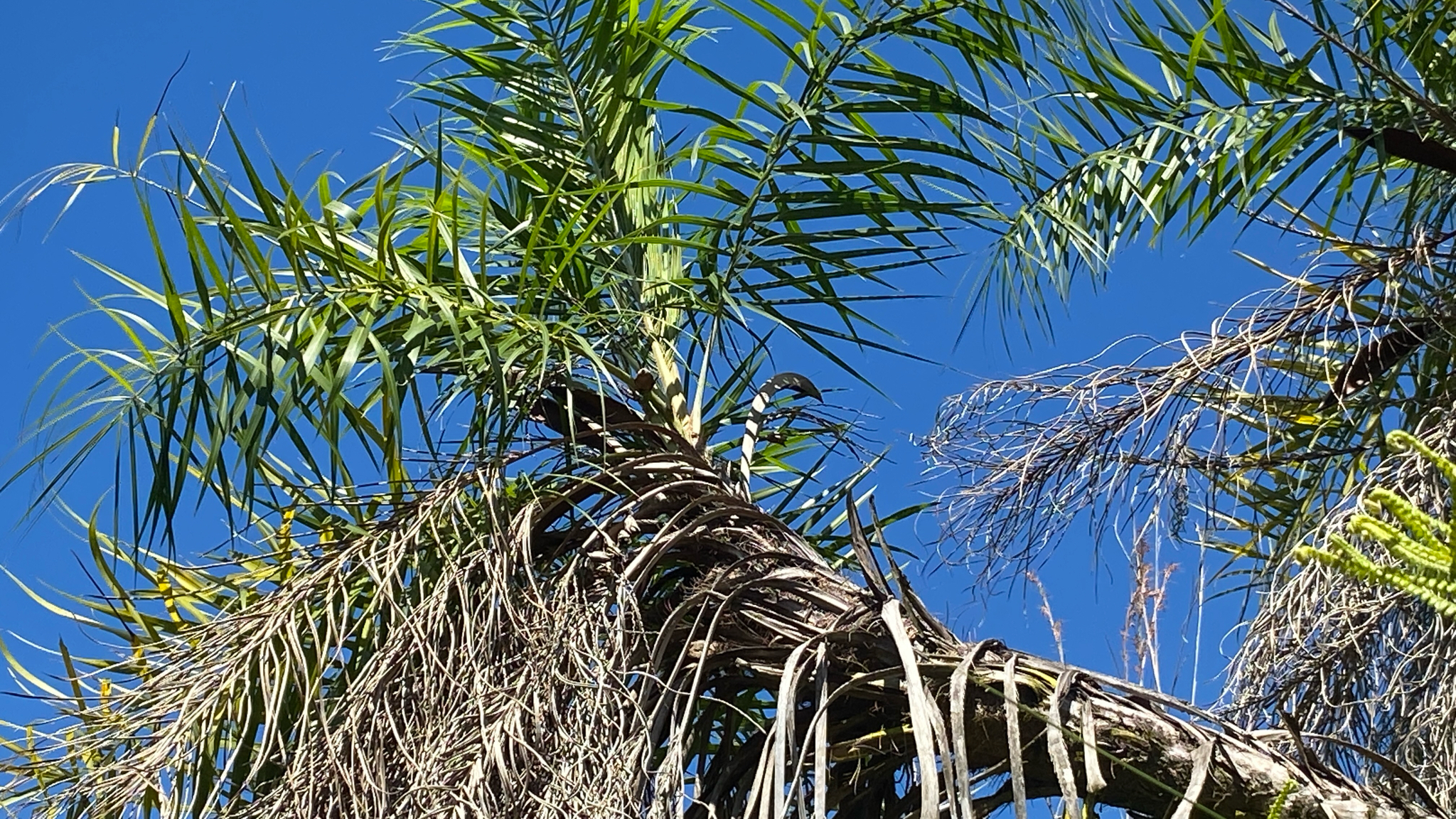 Syagrus flexuosa
