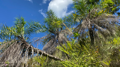 Syagrus flexuosa, photograph (c) Rafael Silva, some rights reserved (CC BY-SA)