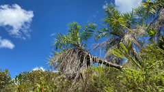 Syagrus flexuosa, photograph (c) Rafael Silva, some rights reserved (CC BY-SA)