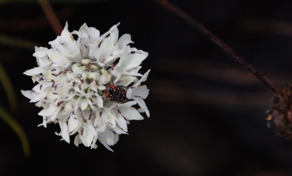 Cephalaria pungens (Cephalaria pungens)