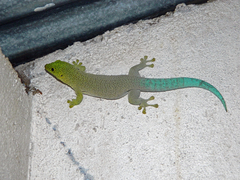 Phelsuma standingi