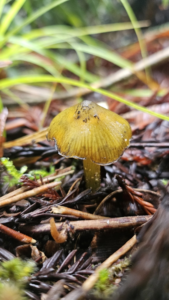 Hygrocybe astatogala · May 2025 · photo: © charliethomas (iNaturalist, cc0)