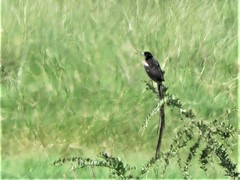 Euplectes progne