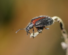 Lagria albovillosa