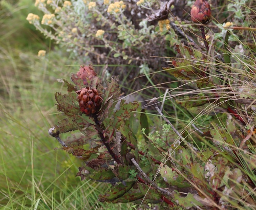 Image of Protea inyanganiensis by (c) Tony Rebelo, some rights reserved (CC BY-SA)