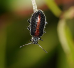 Lagria albovillosa