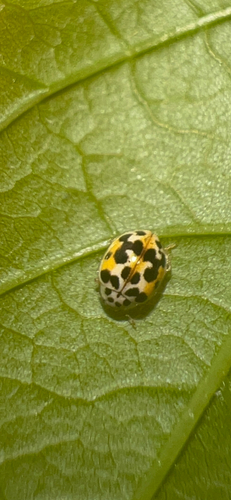 Twenty-spotted Lady Beetle photographed in Ohio