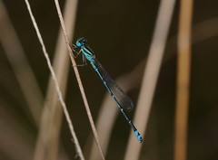 Austroagrion exclamationis