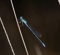 Austroagrion exclamationis