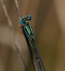 Austroagrion exclamationis