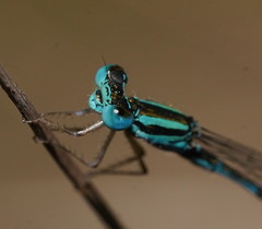 Austroagrion exclamationis