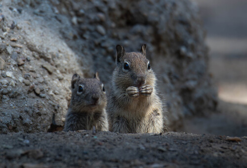 California Ground Squirrel, photo 2 of 7