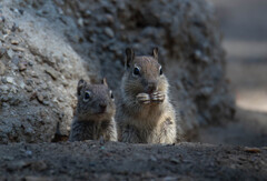 California Ground Squirrel photo 2
