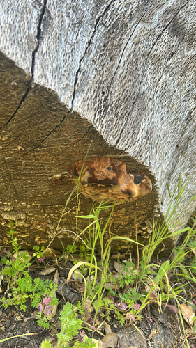 iNaturalist observation photo of Ganoderma polychromum