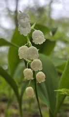 Convallaria pseudomajalis, photograph (c) patrick j richardson, some rights reserved (CC BY)