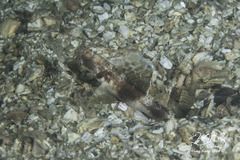Tomiyamichthys