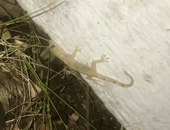 Hemidactylus mabouia