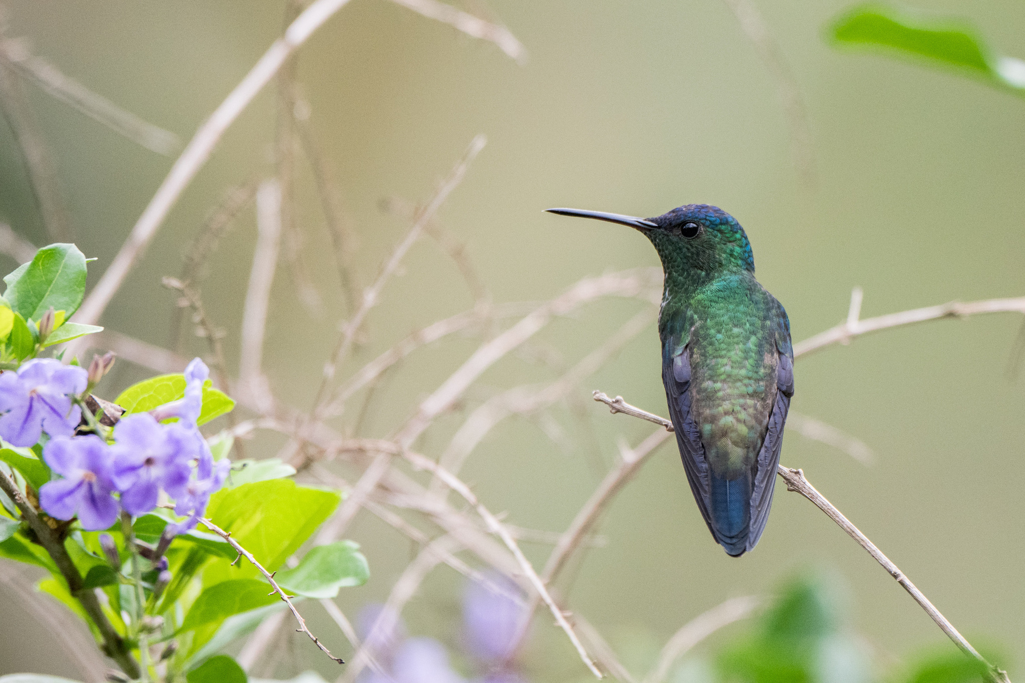 Indigo-capped Hummingbird (Saucerottia cyanifrons), photo 6