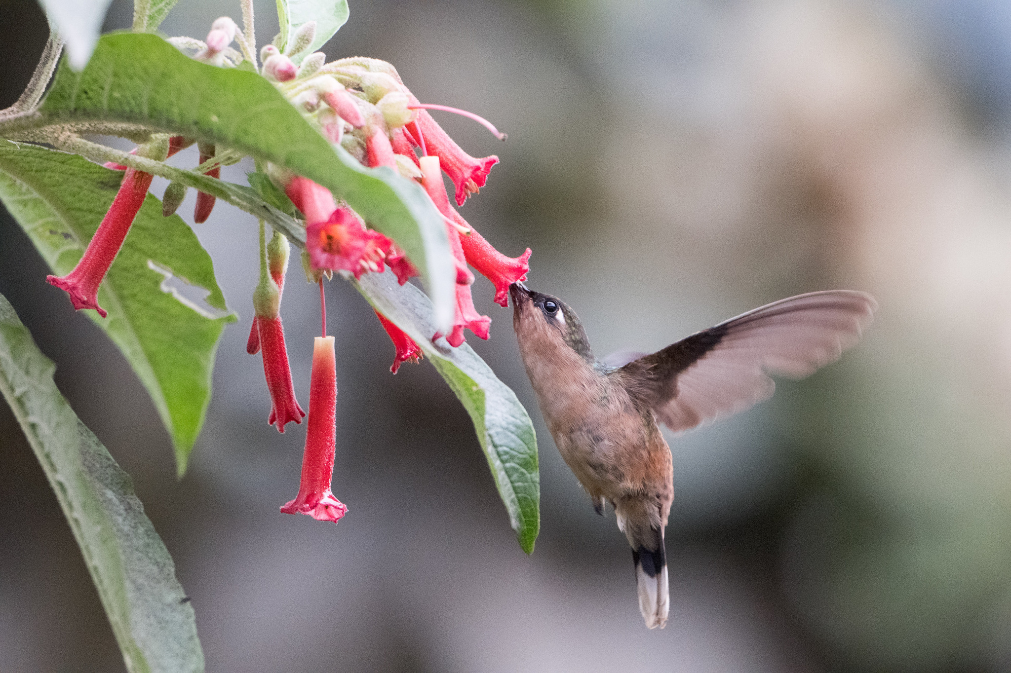 Tolima Blossomcrown (Anthocephala berlepschi), photo 9