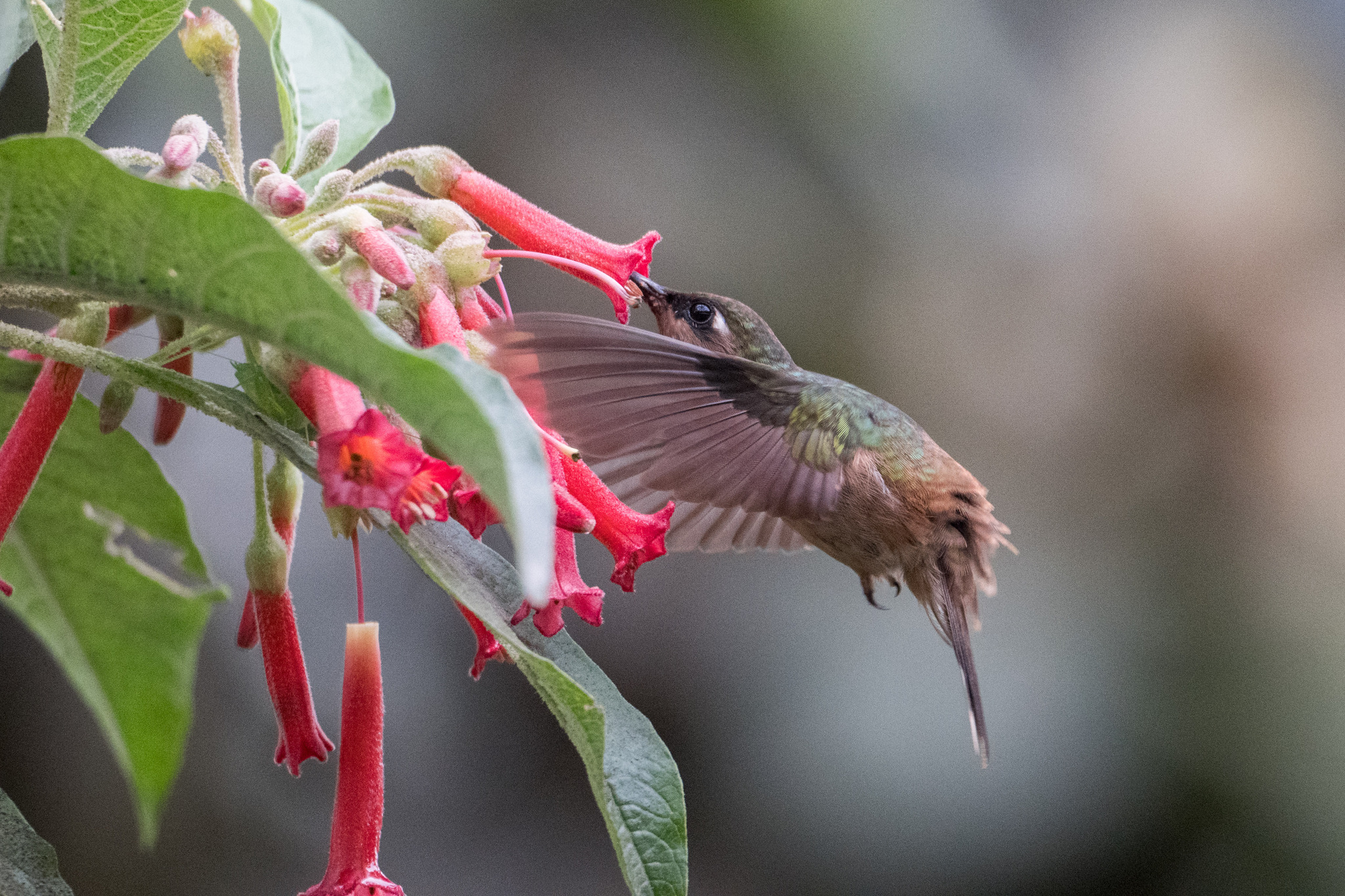 Tolima Blossomcrown (Anthocephala berlepschi), photo 8