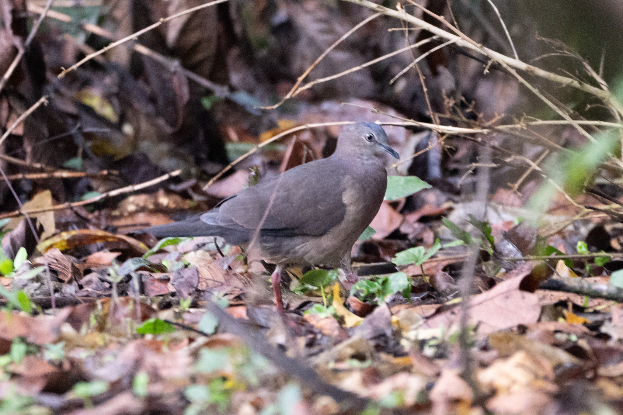 Tolima Dove (Leptotila conoveri), photo 3
