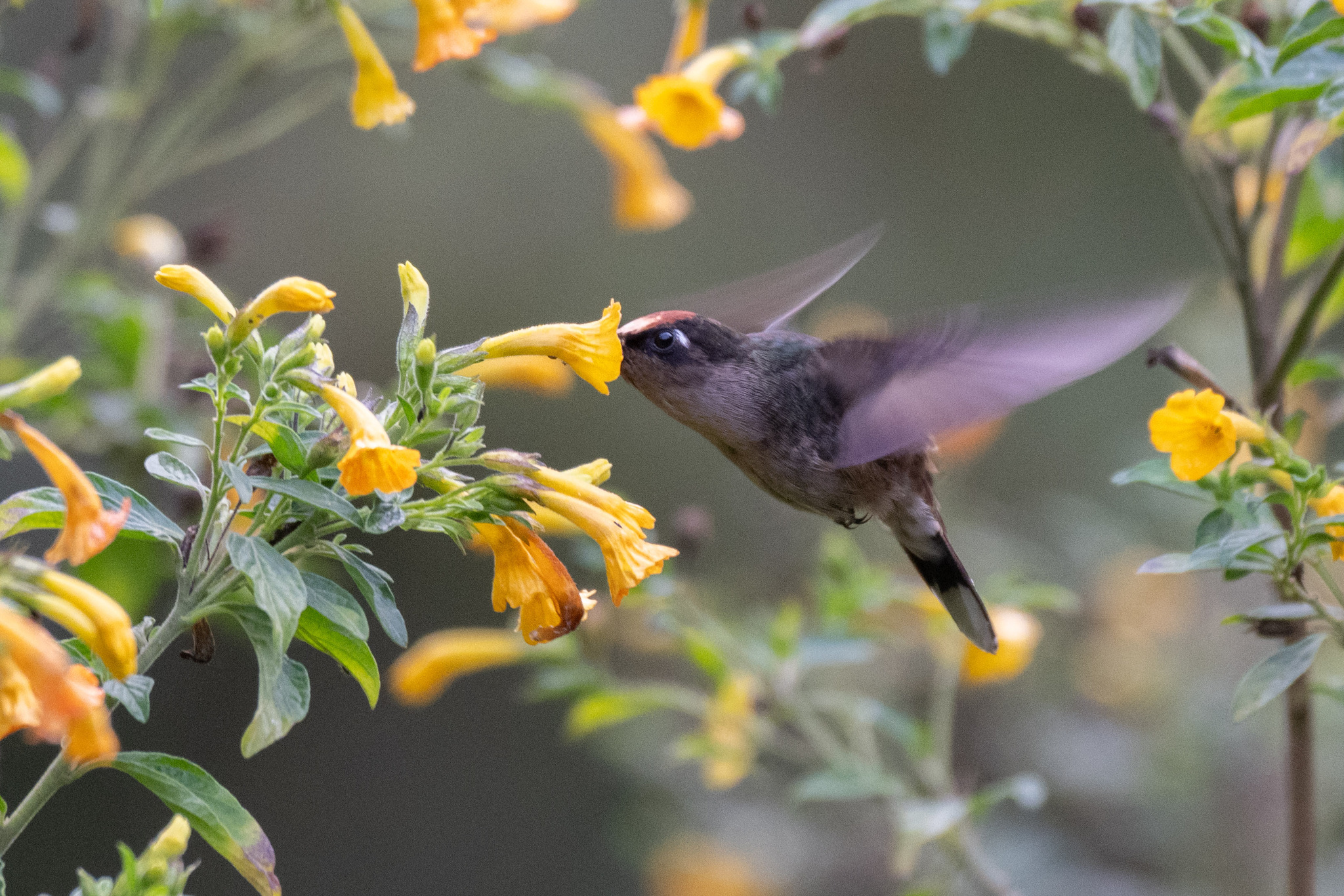 Tolima Blossomcrown (Anthocephala berlepschi), photo 7