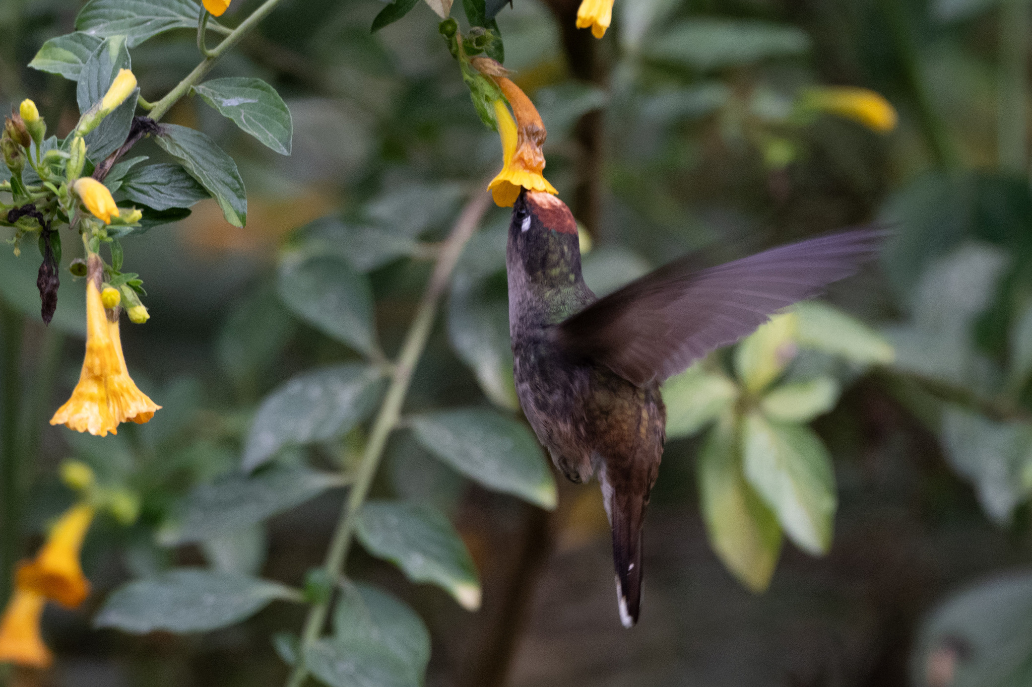 Tolima Blossomcrown (Anthocephala berlepschi), photo 6