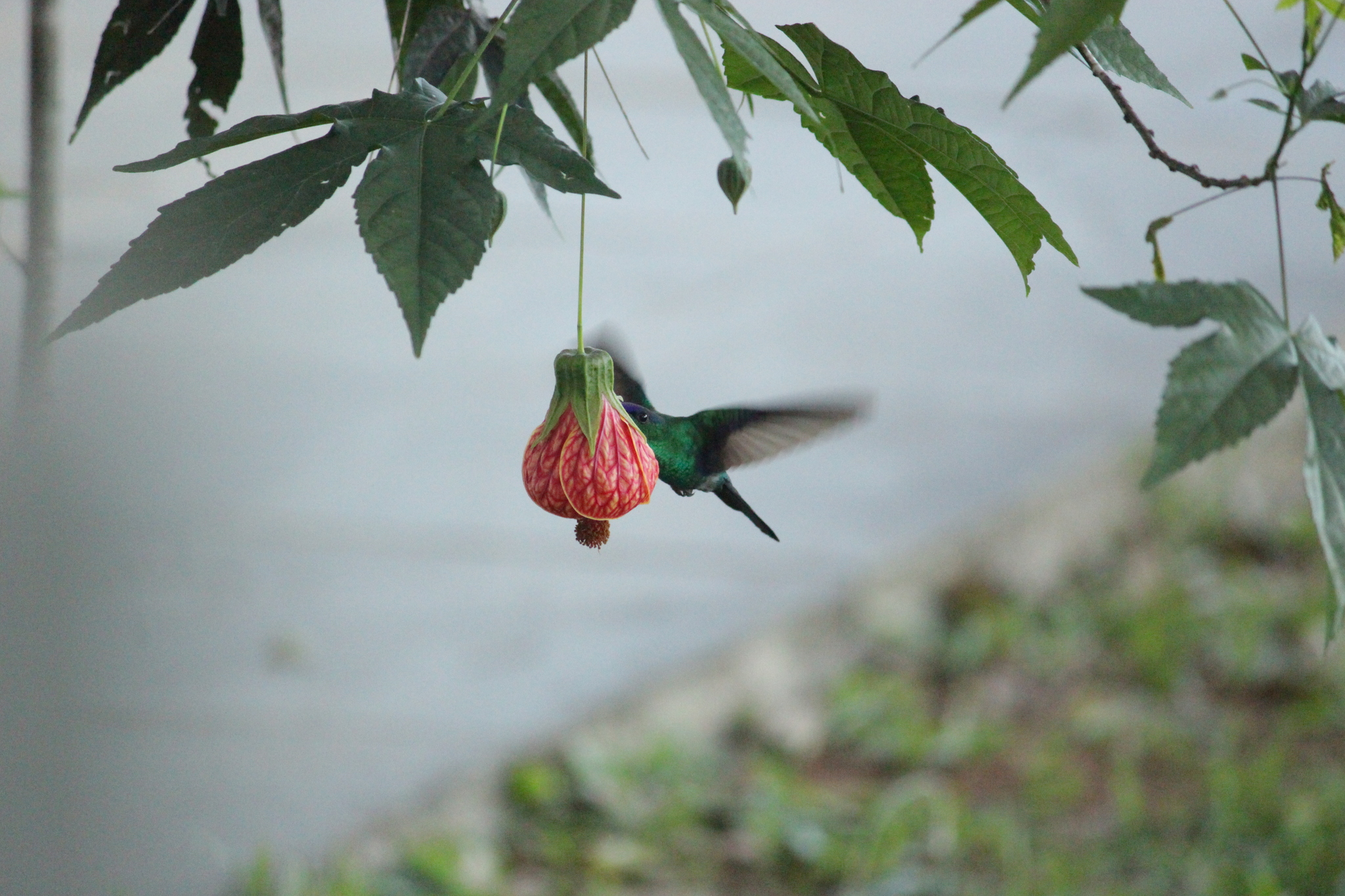 Violet-capped Woodnymph (Thalurania glaucopis)