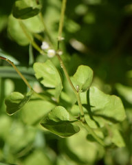 Cardamine breweri