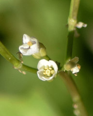 Cardamine breweri