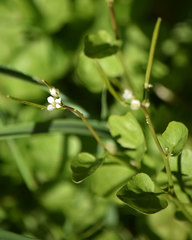 Cardamine breweri