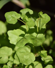 Cardamine breweri