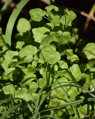 Cardamine breweri