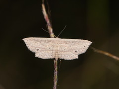 Hyposada hydrocampata