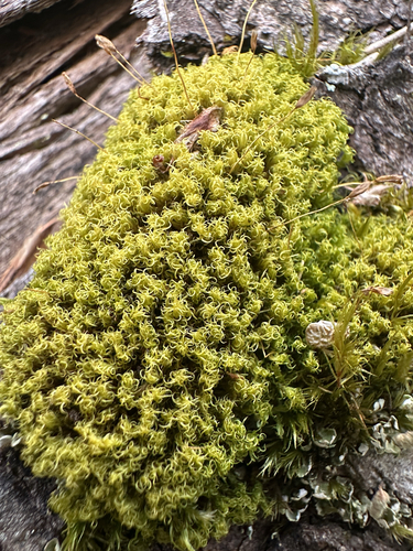 Dicranoweisia cirrata