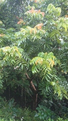 Pometia pinnata