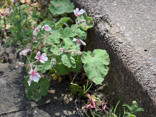 Erodium trifolium, photograph 5