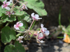 Erodium trifolium, photograph (c) Daniel Cahen, some rights reserved (CC BY)